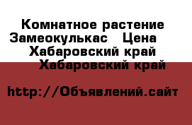 Комнатное растение Замеокулькас › Цена ­ 600 - Хабаровский край  »    . Хабаровский край